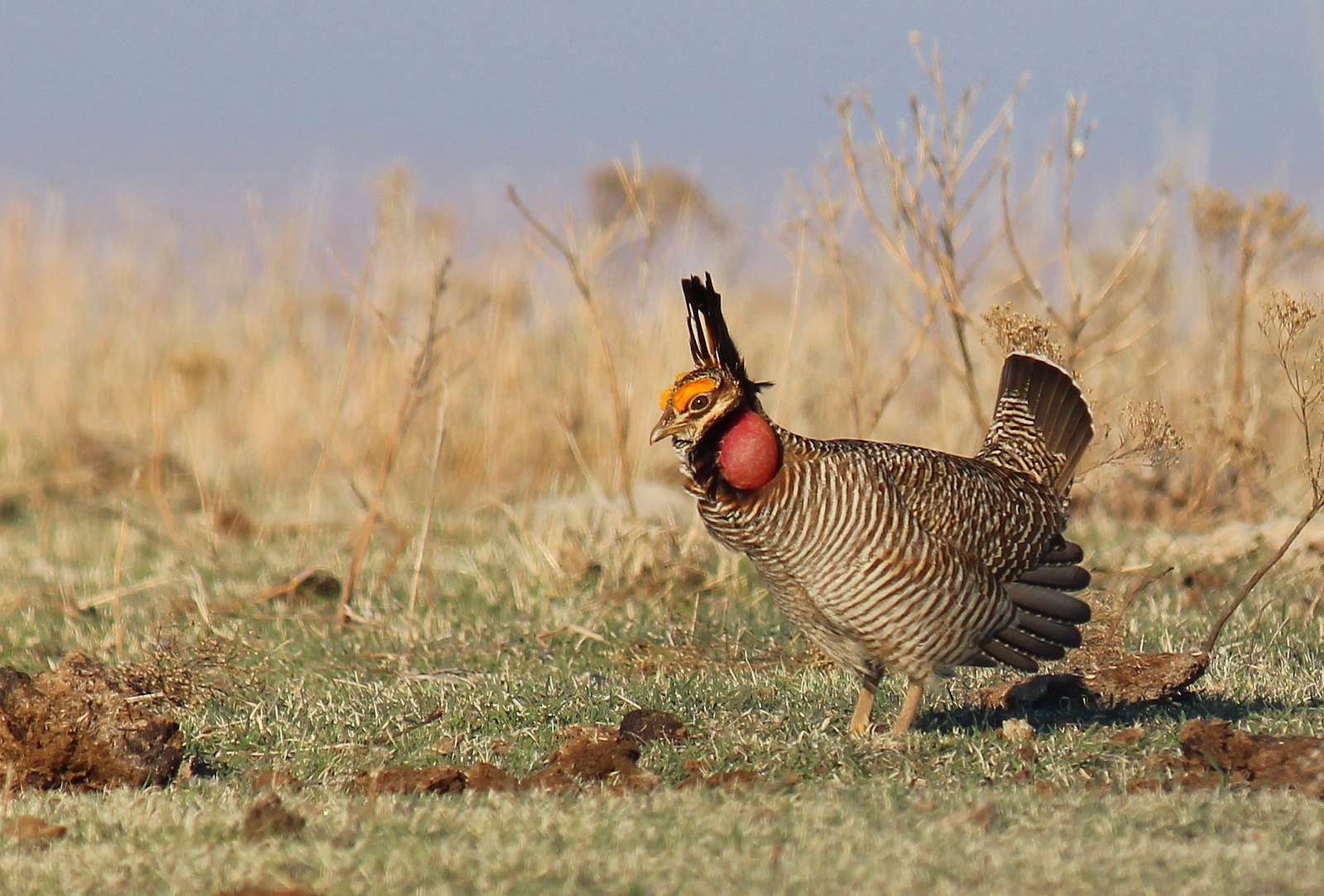  A western Kansas conservation deal in the works earmarks thousands of acres for the lesser prairie chicken. (Greg Kramos/USFWS)