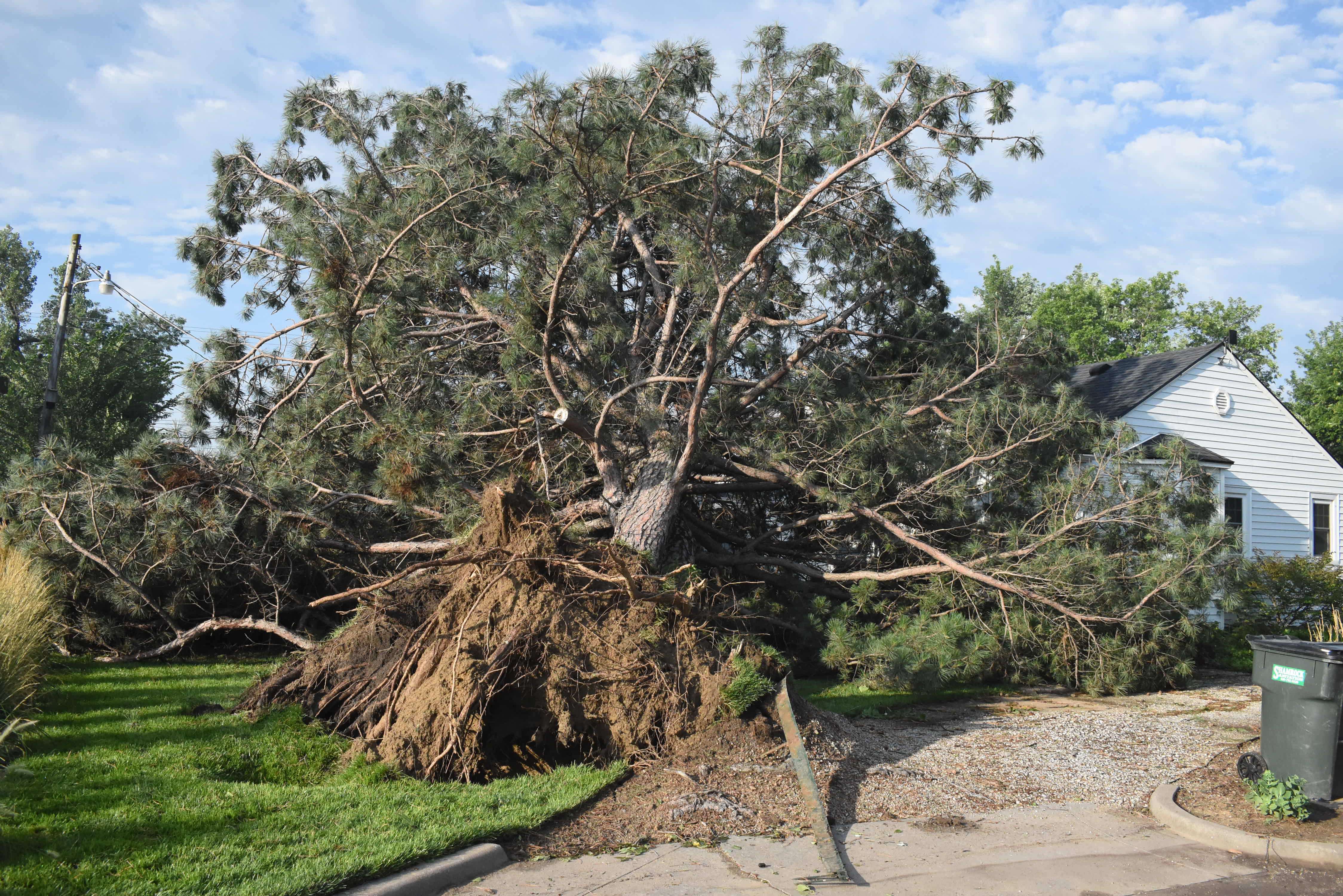 Many trees were uprooted in and around Great Bend, including this large pine on 18th Street.