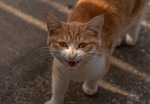 Claflin passes new ordinance on feral cats