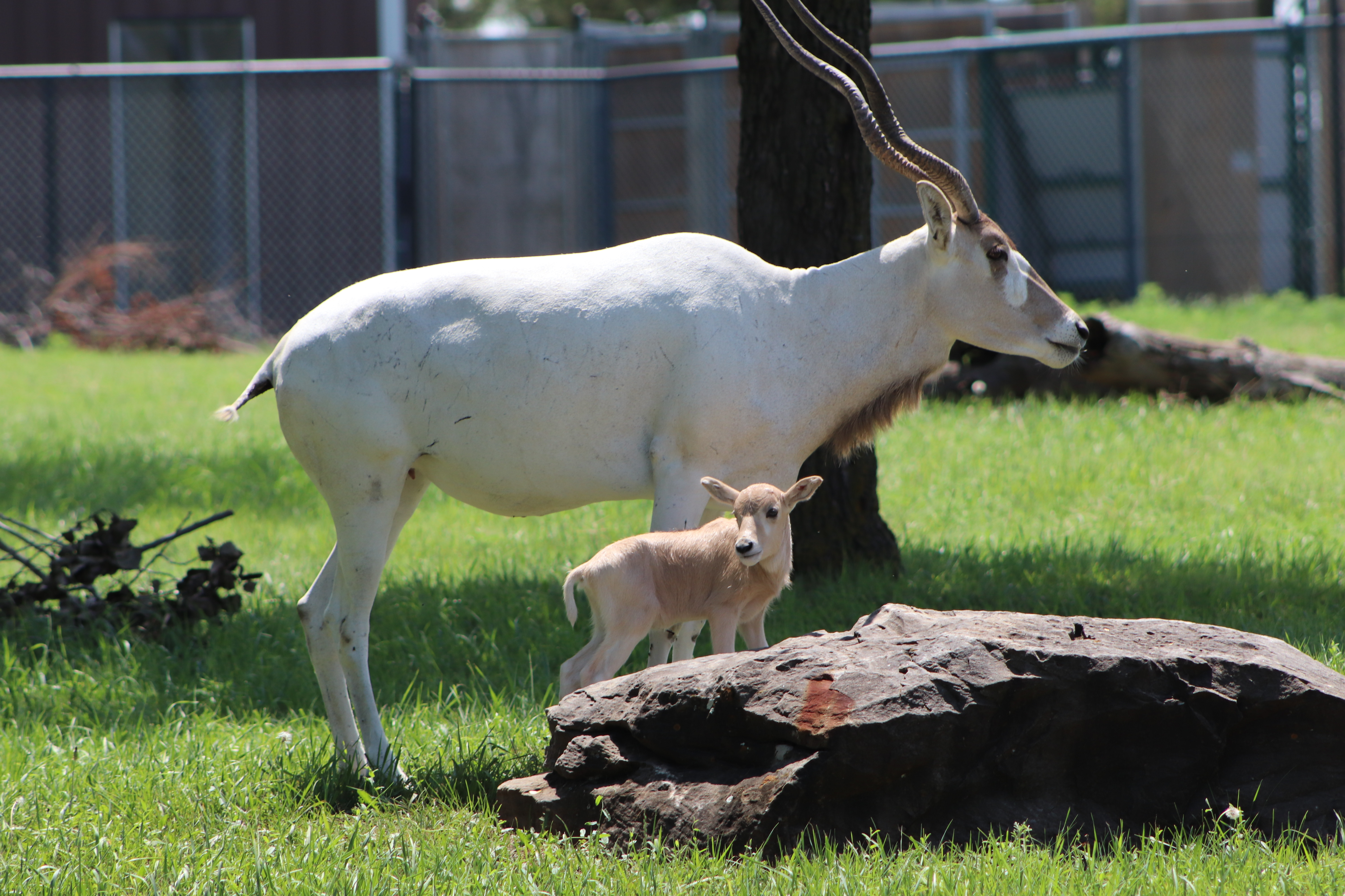 Addax Felicity and calf. RHZ Photo