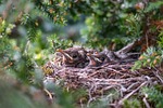 Birds a less obvious victim of wind damage in Great Bend