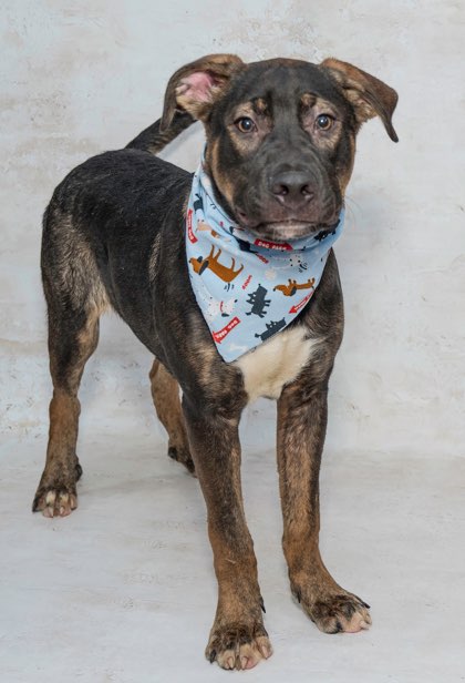 Meet Pepsi Photo Courtesy Salina Animal Services