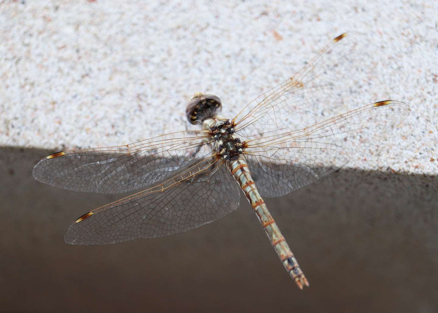 Hundreds of dragonflies across several species, including this wandering glider, were spotted at the Kansas Wetlands Education Center last week. (photos by KWEC)