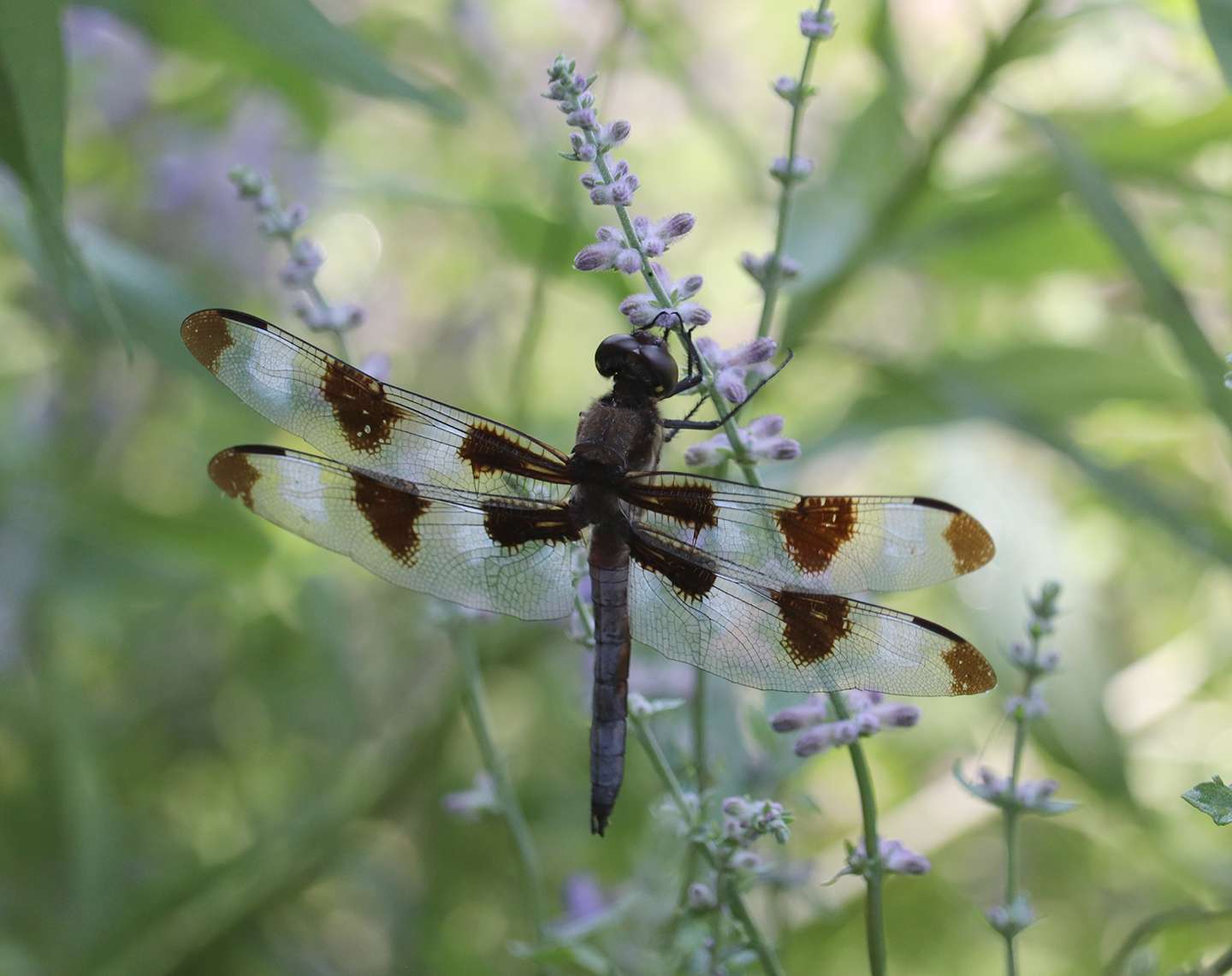 A 12-spot skimmer.