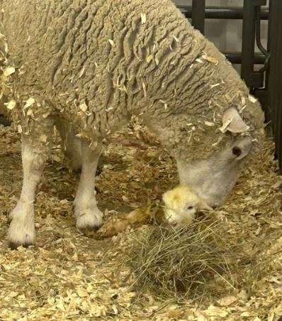 A newborn lamb peeks out at the 2023 Kansas State Fair-Photo by Emmie Boese
