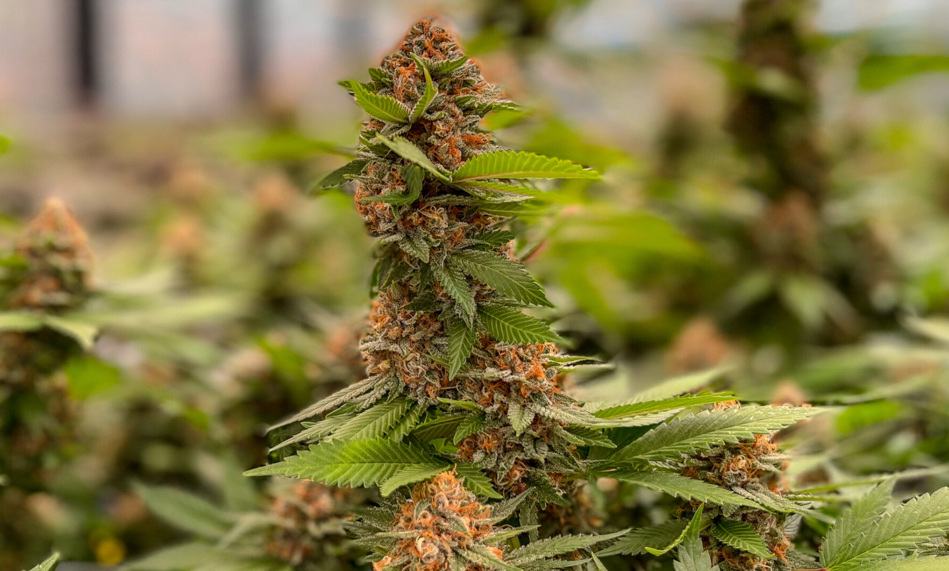  On Sept. 8, a federal judge in Arkansas granted a preliminary injunction in a lawsuit against the state, saying that hemp-derived cannabinoids, like THC-A, are protected under the 2018 farm bill (Rebecca Rivas/Missouri Independent).