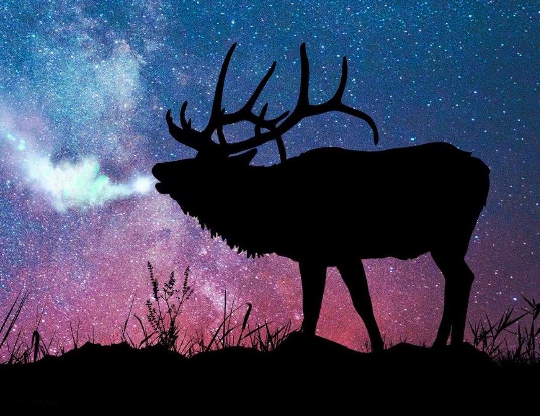 Elk Photo-Courtesy Maxwell Wildlife Refuge