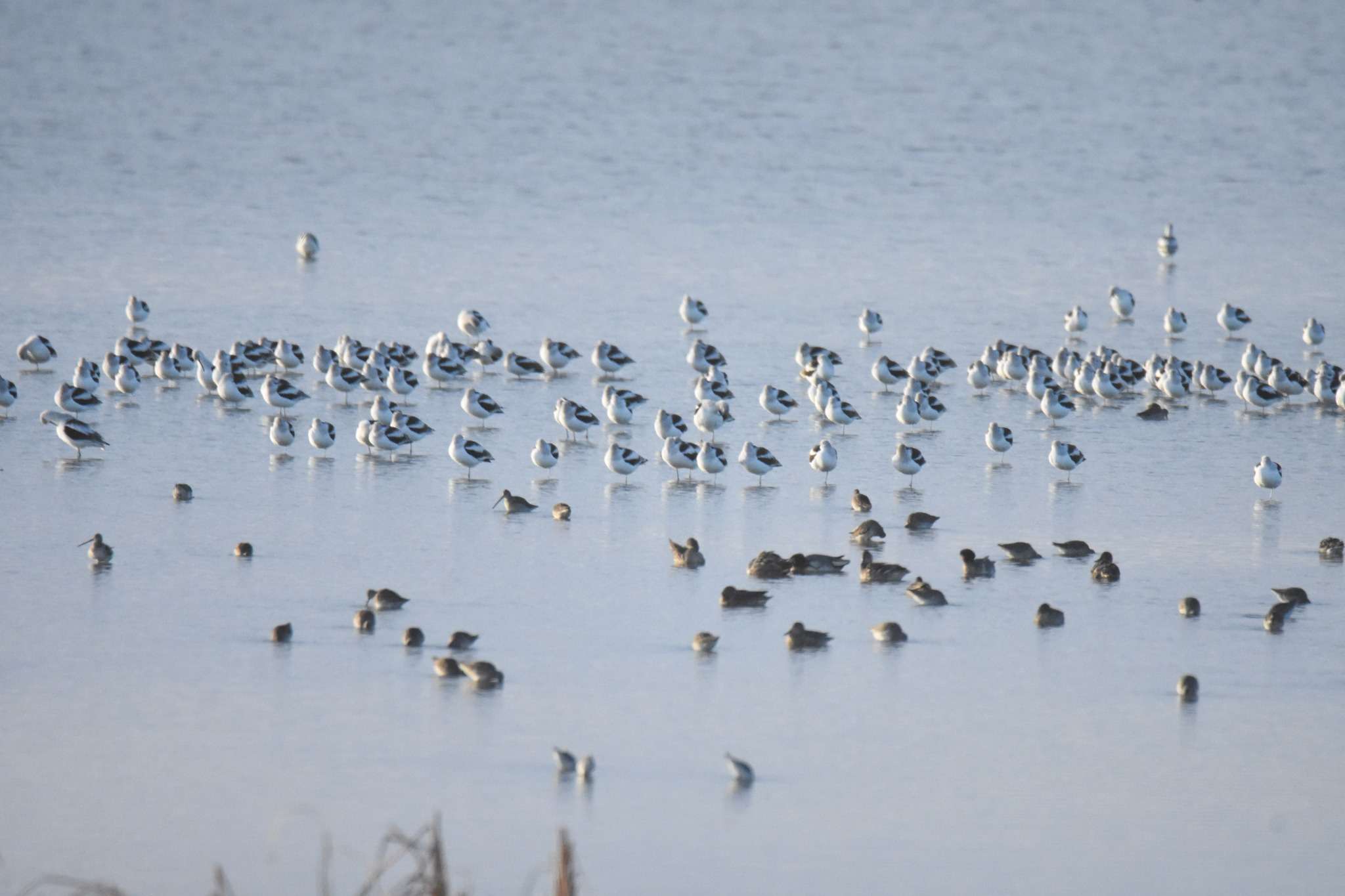Some of the usual shorebirds are noticeably&nbsp; absent from this year's fall migration at Cheyenne Bottoms but several other species of birds, including pelicans, have been spotted.