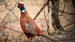 Excitement high for state’s pheasant opener