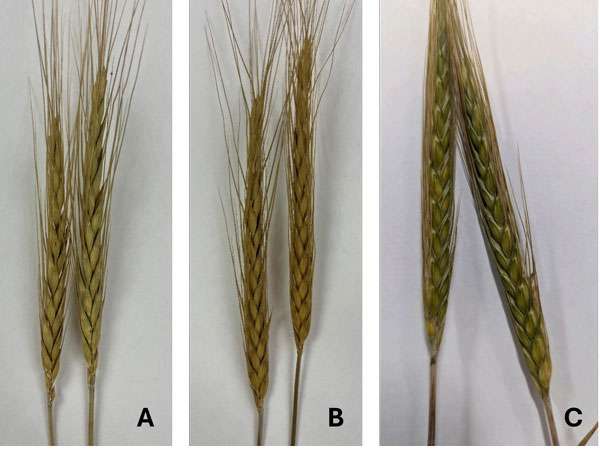 Dried spike samples of the wild hybrid found in Dickinson County (A), Marion County (B) and a still-green sample from south central Kansas (C). (Image courtesy of the Kansas Crop Improvement Association)