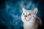Christmas decorations can be dangerous for pets