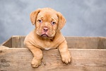 Vet: If having a party, let pets go where they can be calm