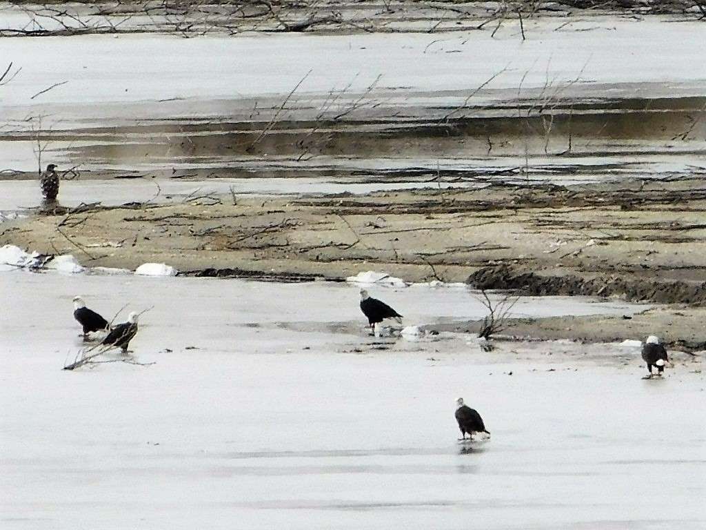 Several bald eagles are making stops at Cheyenne Bottoms, just northeast of Great Bend.