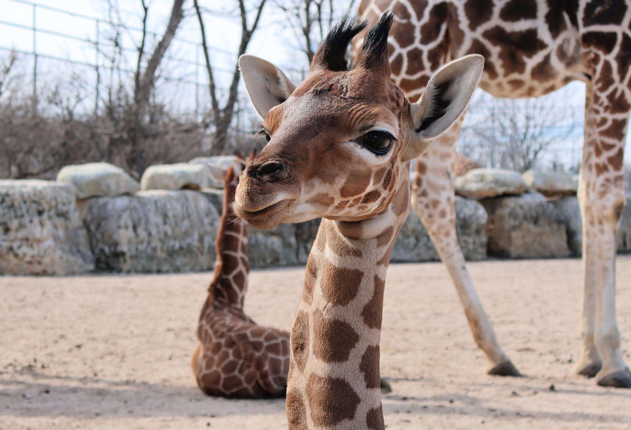 Image Courtesy Tanganyika Wildlife Park