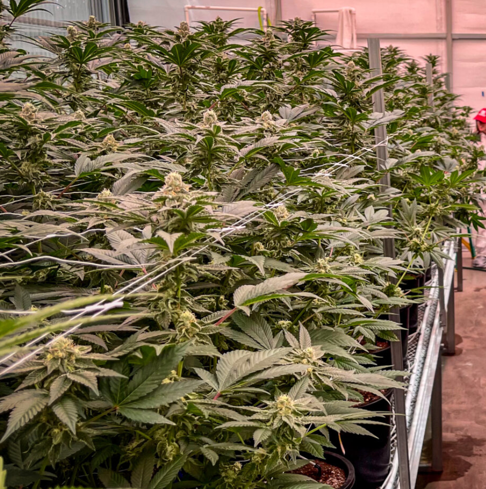 Marijuana (Rebecca Rivas/The Missouri Independent)