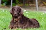 Austin: Pick pet with activity in mind