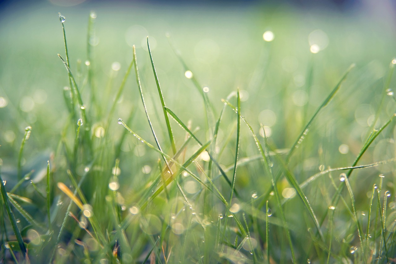A healthy lawn by summer begins with important maintenance that begins in spring.&nbsp;<b>Image courtesy of Pixabay</b>