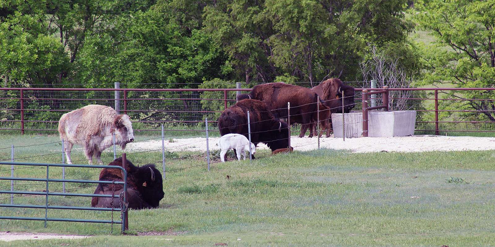 Newest baby bison in Hays born, new calves include white bison - Vimarsana News
