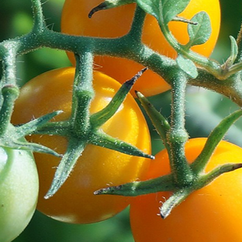KSRE Tomato Talk: Stake plants to keep fruit off ground, reduce risk of disease - Vimarsana News