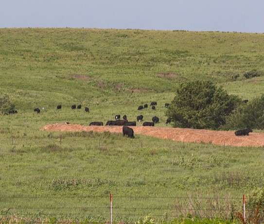 KSRE Cattle Chat: Summer grazing - Vimarsana News