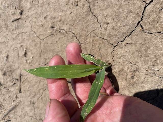 CAMPBELL: Thrips in grain sorghum - Vimarsana News