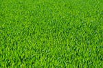 Higher temps, humidity make lawns more susceptible to brown patch