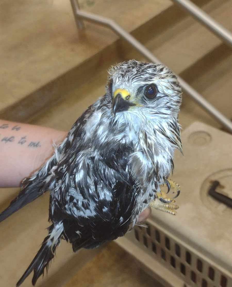 Larned's Tyrel Garcia saved a juvenile Mississippi Kite that was injured during last Friday's hailstorm.