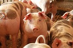 United States Hog Inventory Down 1%
