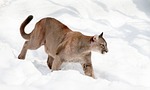 Wildcat Hills mountain lion season closes
