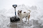 Vet: Clear space for pets in snow