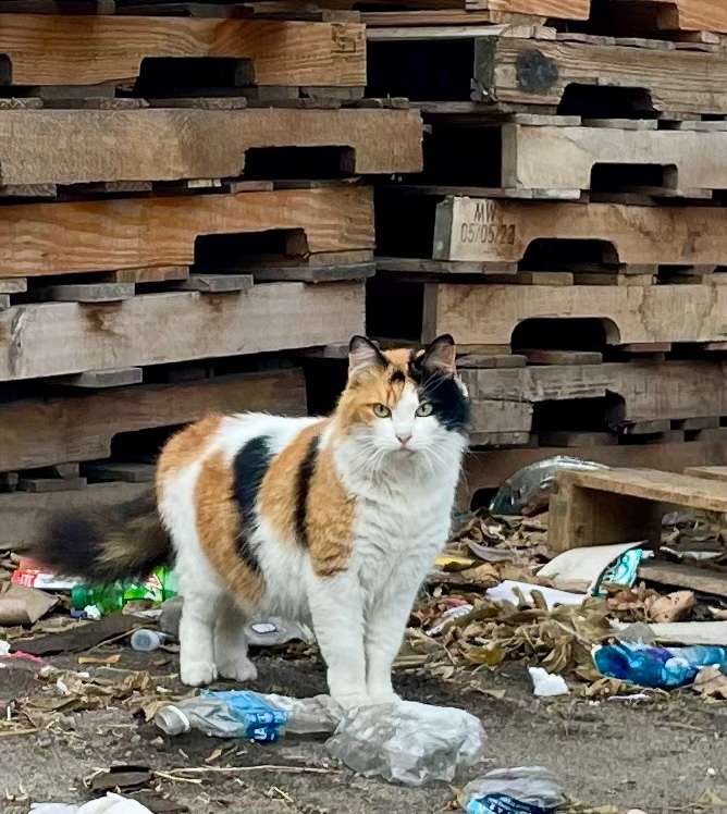 A stray cat pauses by a pile of pallets at the Alliance Recycling Center. KAB has since convinced the visitor to make its home there.