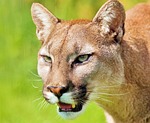Nebraska mountain lion season ends