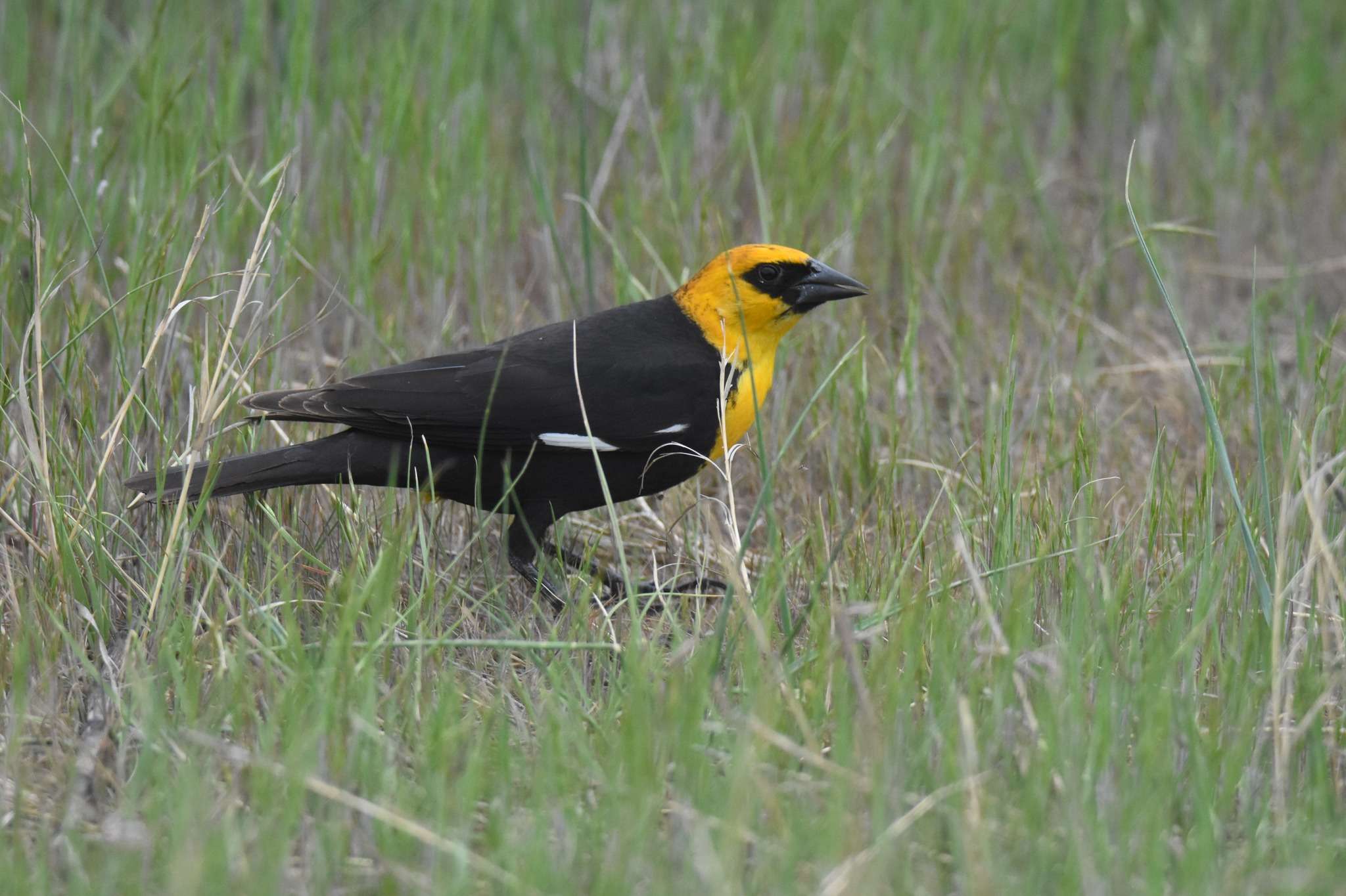A yellow-headed blackbird spotted by the author at Cheyenne Bottoms in May 2024.