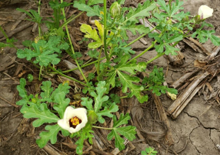 Figure 1. Venice mallow plant growing in a soybean field. Note the papery calyx near the center of the photo. Photo by Sarah Lancaster, K-State Research and Extension.