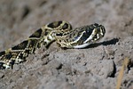 Police warn Kan. residents after rare venomous snake reported