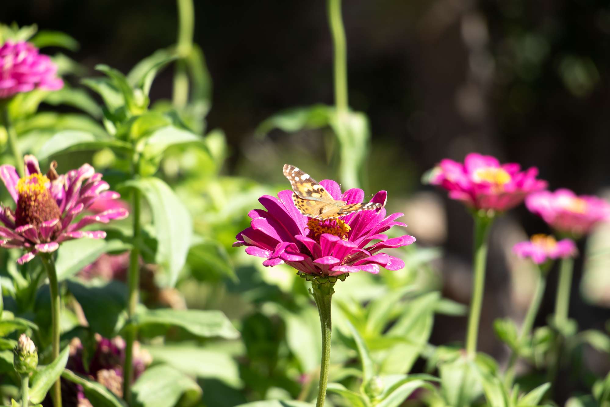 A pollinator lands on a zinnia west of Burkhiser on the Chadron State College campus Sept. 30, 2025. (Photo by Tena L. Cook/Chadron State College)