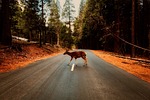 MSHP says to look out for deer as fall season rolls around
