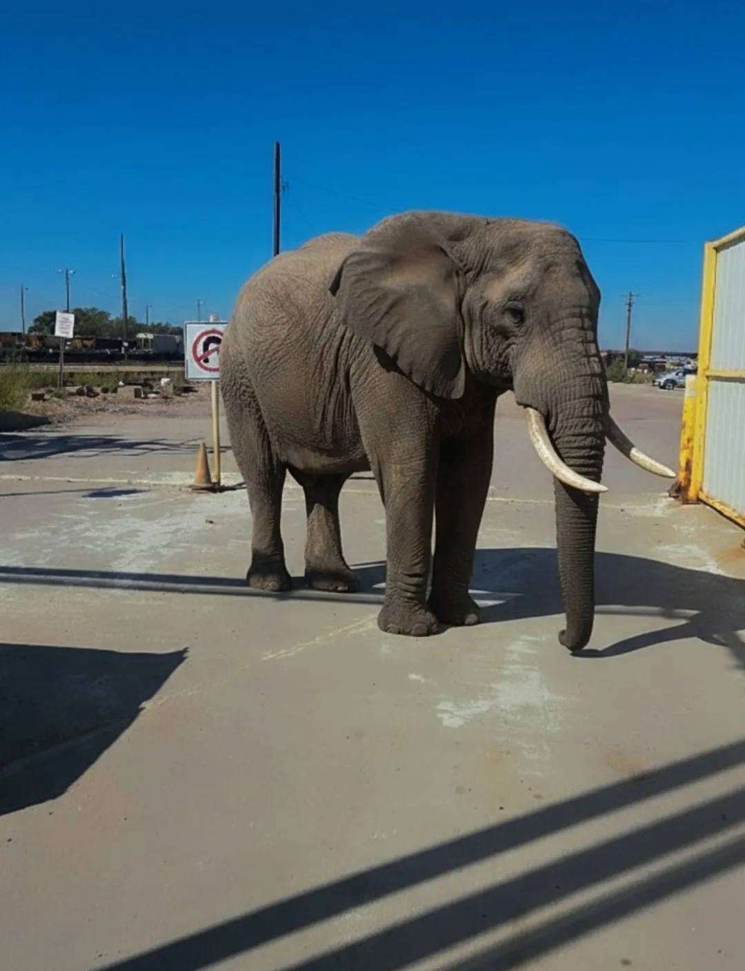 This image was confirmed by the creator as an AI Elephant using ChatGPT.&nbsp;