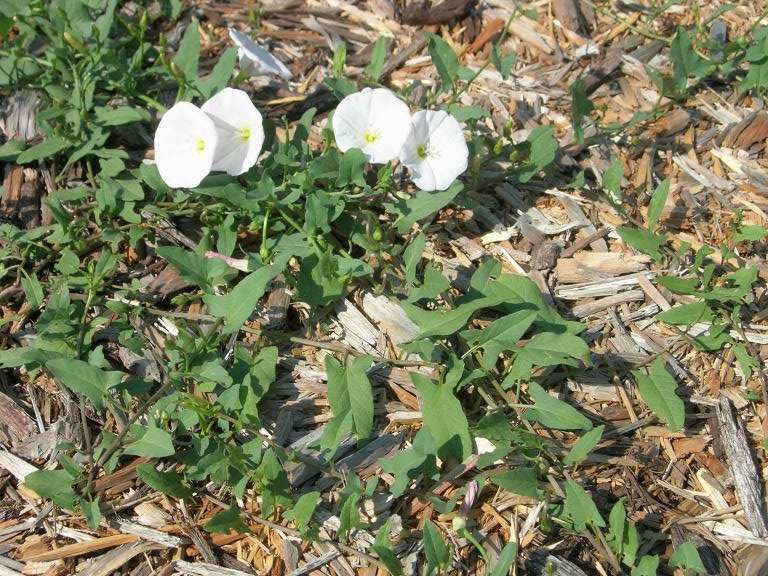 Field Bindweed. Photo by Kansas State Research and Extension