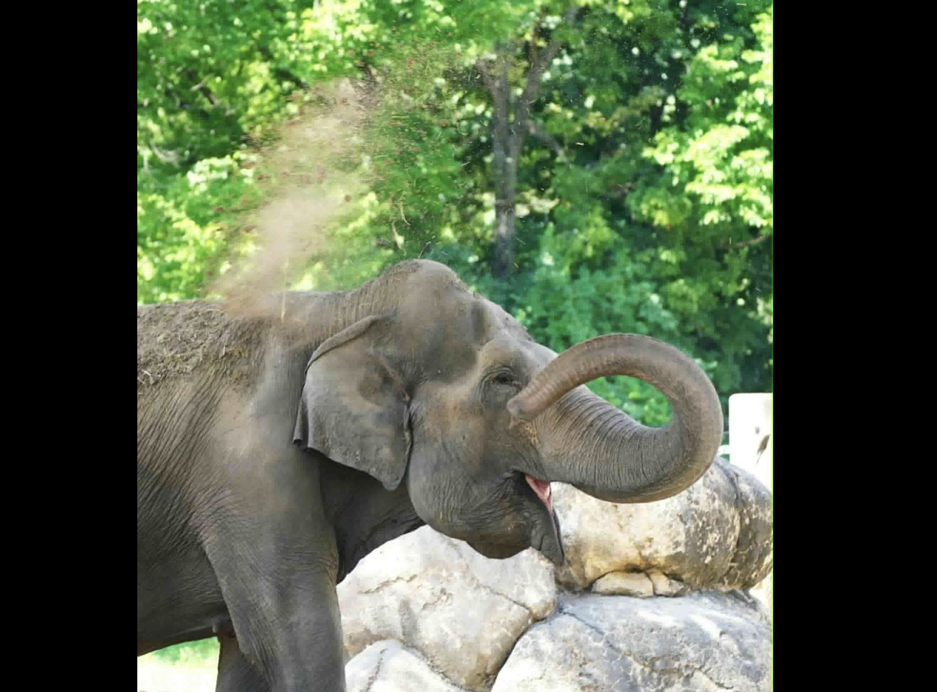 Cora -photo courtesy Topeka Zoo