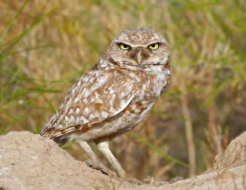 Burrowing owl. Photo by Washington Department of Fish and Wildlife