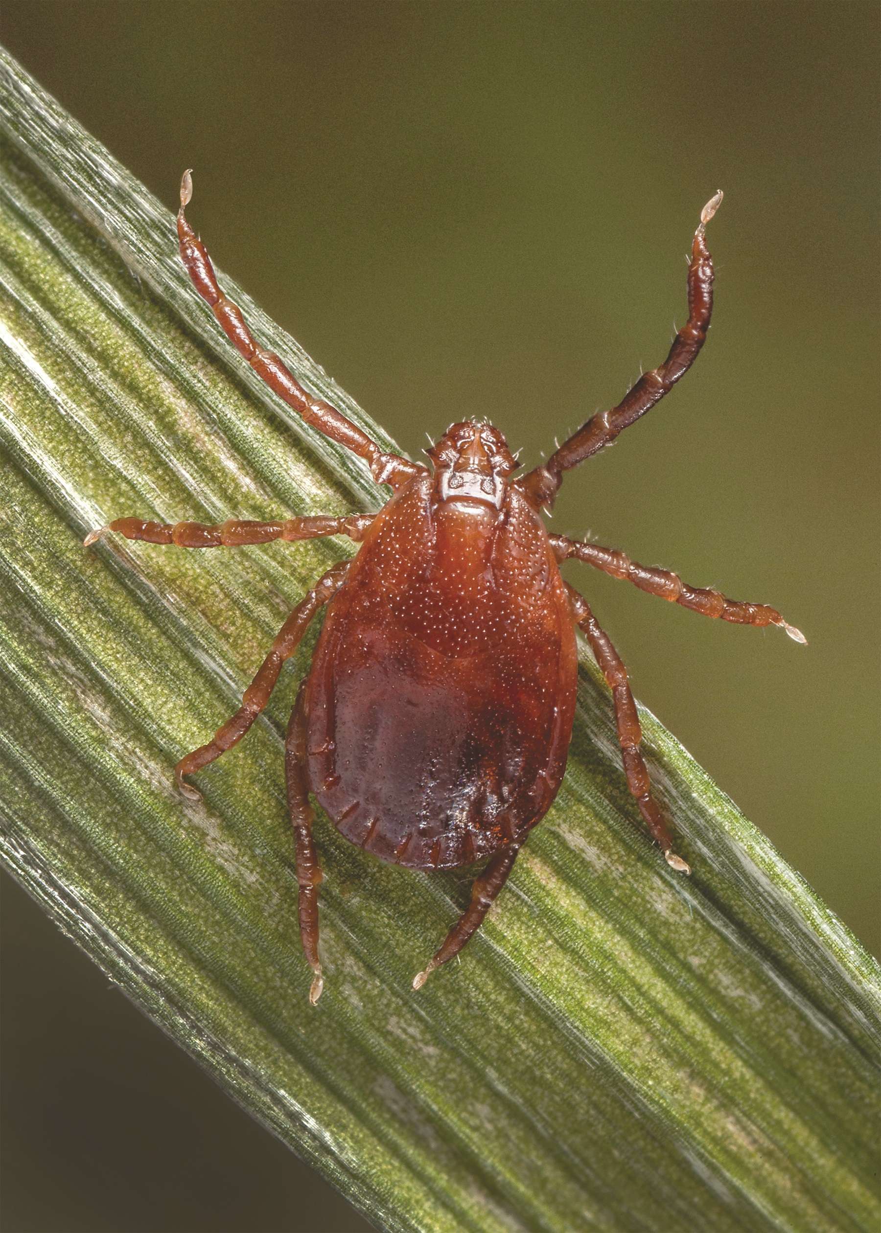 Asian Longhorned Tick
