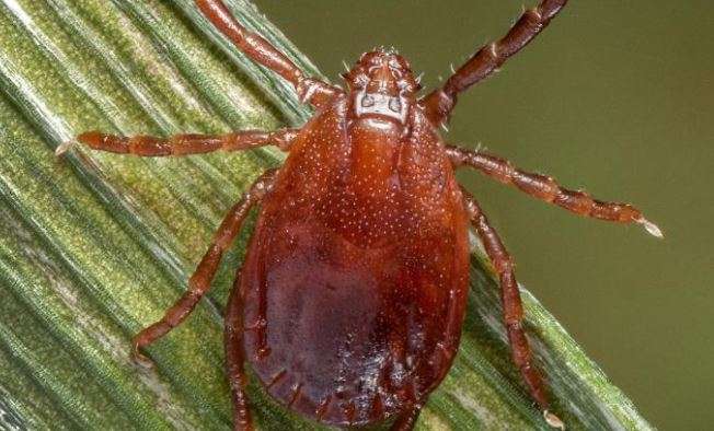 KDHE alerts public after Asian longhorned tick found in Kansas