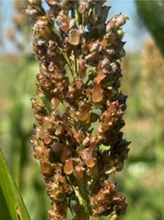 Forage sorghum head infected with Sorghum Ergot in Ness County, Kansas. Photo by Kansas State Research and Extension