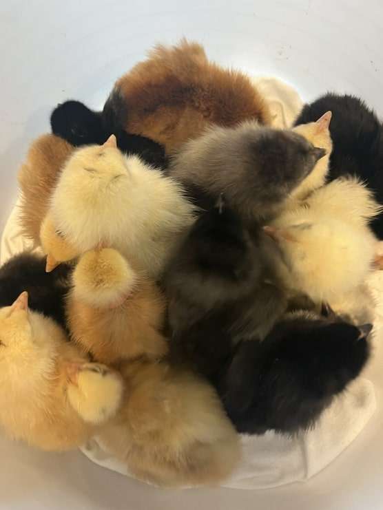 Chicks from Cedarhurst's clutch of eggs. Courtesy of Cedarhurst Senior Living.