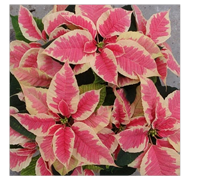 Poinsettia sale, now through November at the Smoky Hill Museum.png