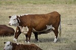 Cows, calves stolen near Sanford Junction in Pawnee County