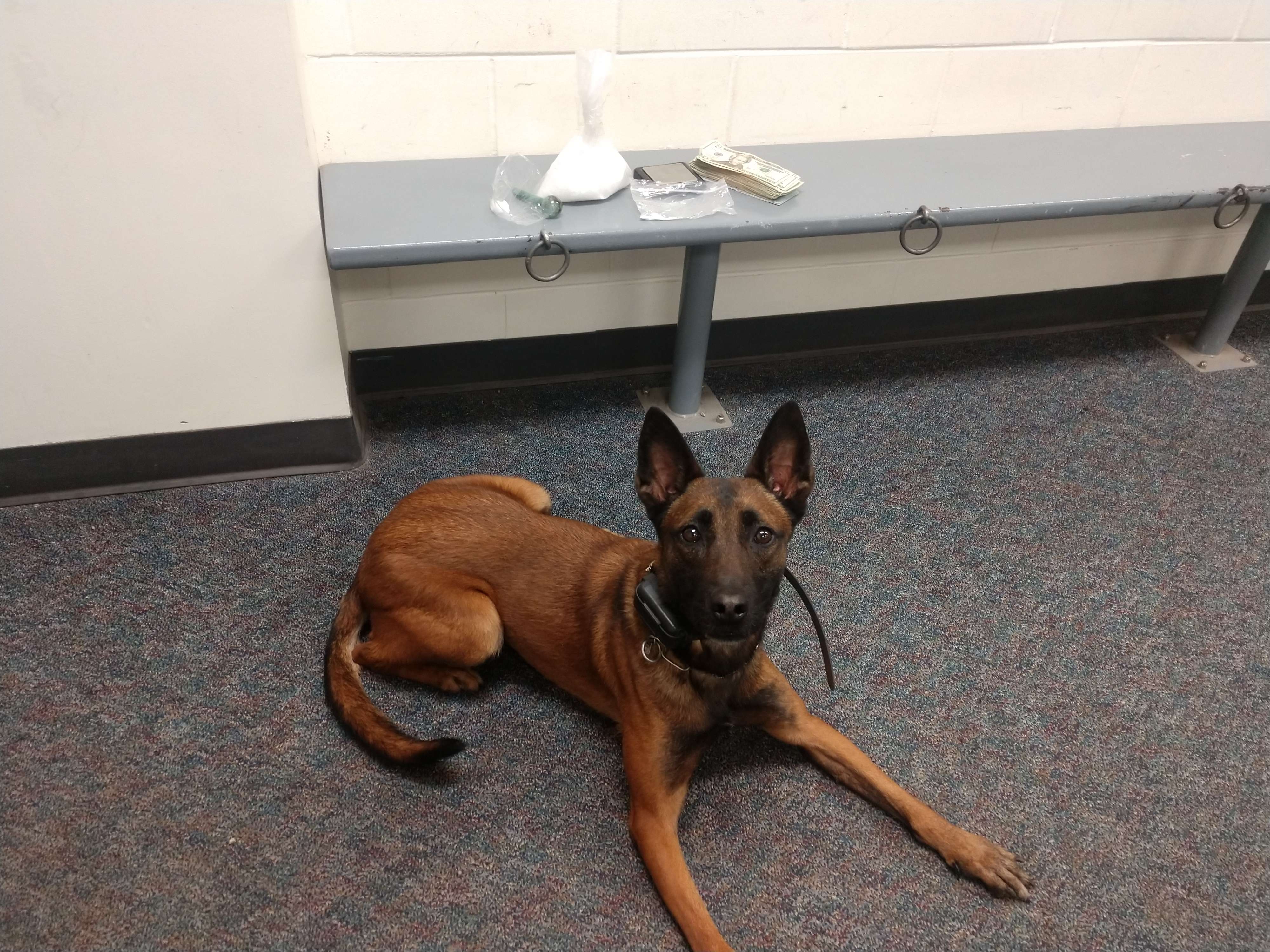 K9 Maggie retires after 7 years of service with the Saline County Sheriff's Office. Courtesy of Saline County Sheriff's Office