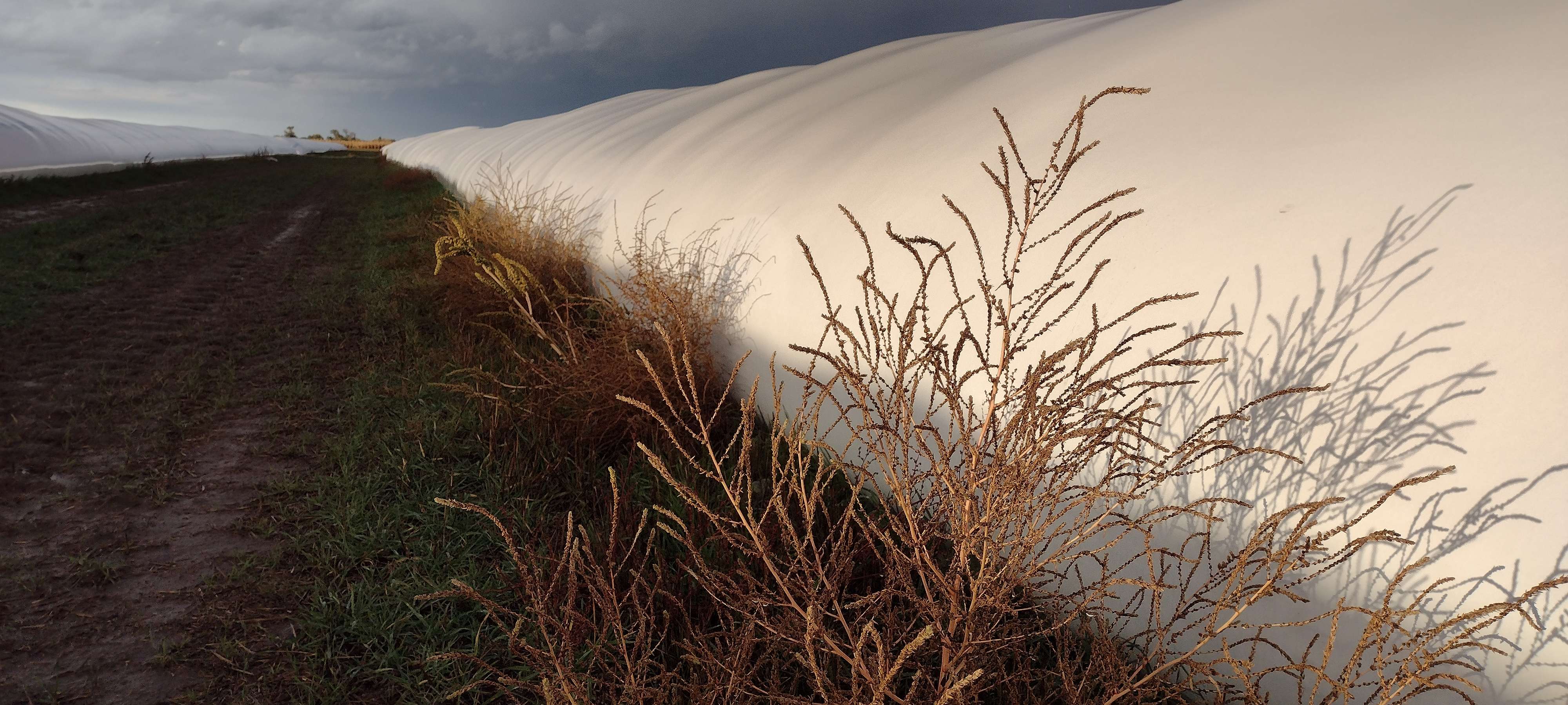 Shadows fall on grain bags as the sun sets in Box Butte County. A recycling company hopes to collect truck loads of the bags throughout Nebraska.