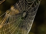 CAMPBELL: Common spider in Kansas likely to go into hiding soon